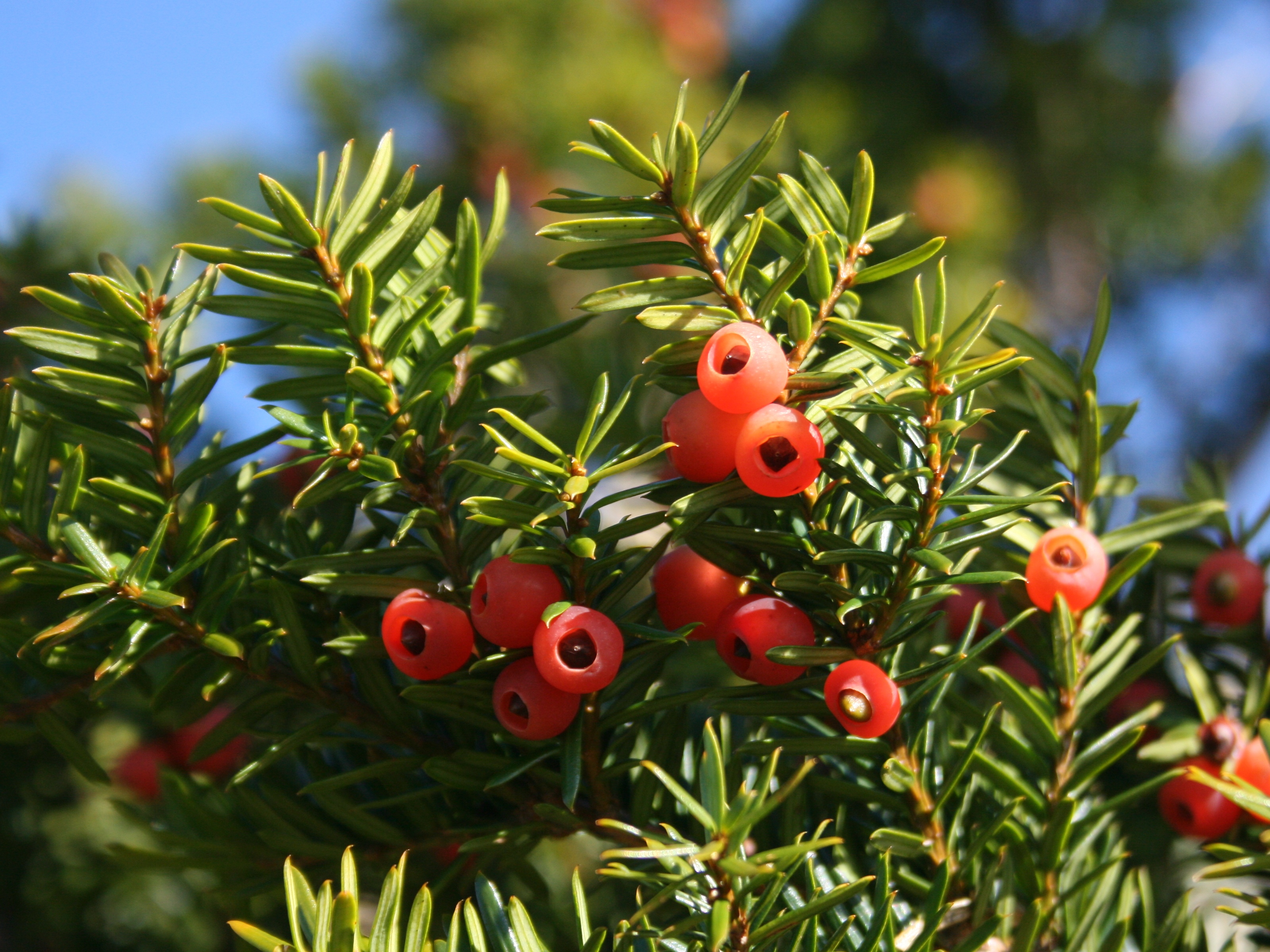 Yew